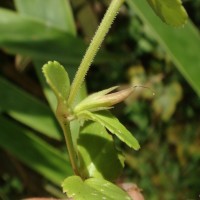 Vandellia diffusa L.